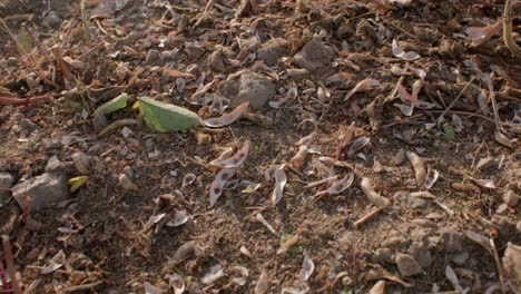 soy bean husks lying on field after harvest