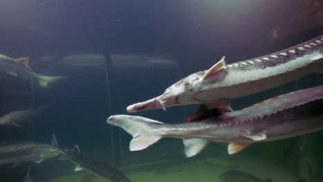 Fische-Schwimmen-In-Einem-Aquarium---Tulcea,-Rumänien