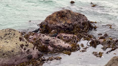 African-oyster-catchers-feeding-on-rocks