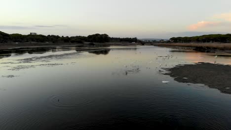 flock of birds flying over a pond