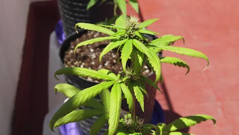 close up shot autoflowering marijuana plants on sunny balcony starts to flower