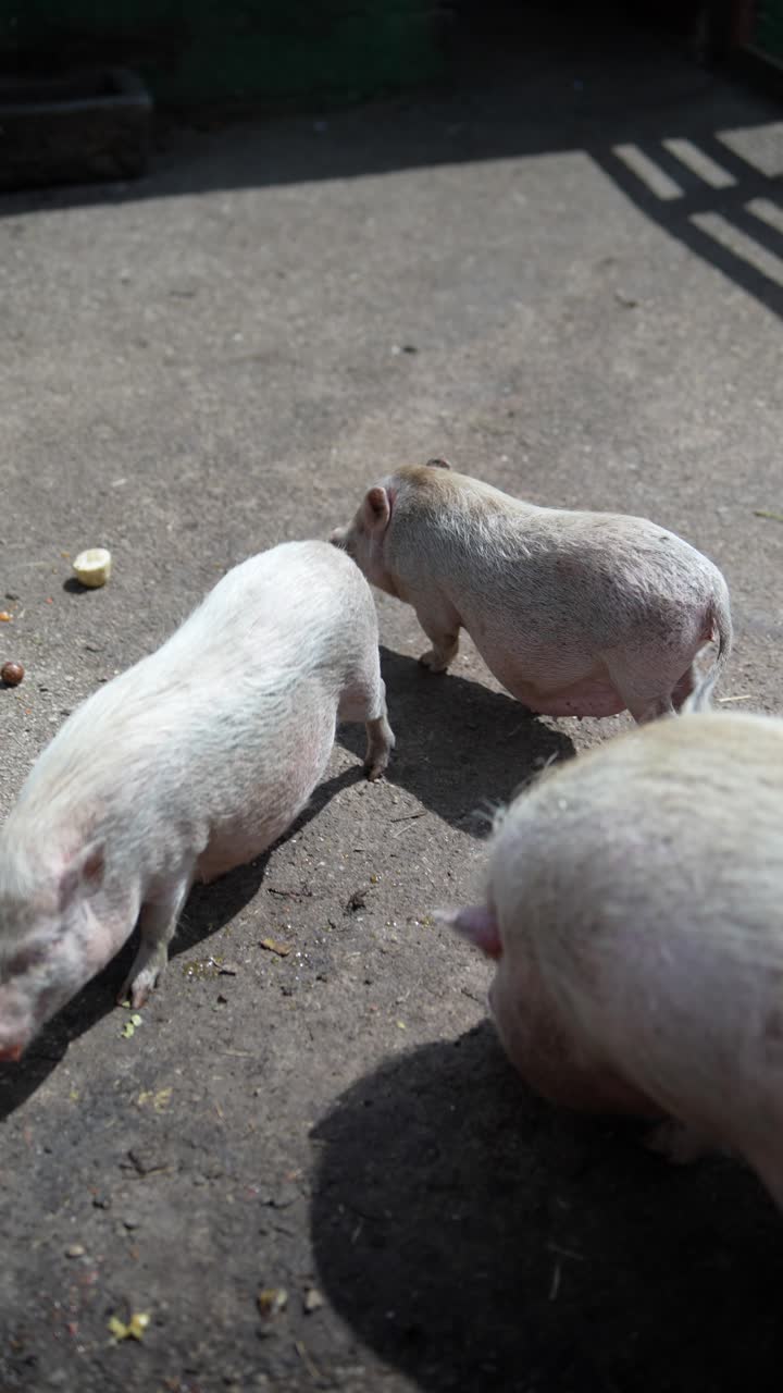 새끼 돼지가 먹고 있어