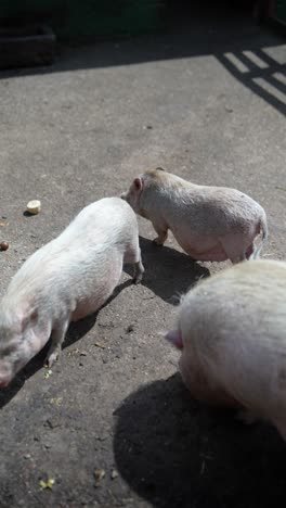 baby pigs eating