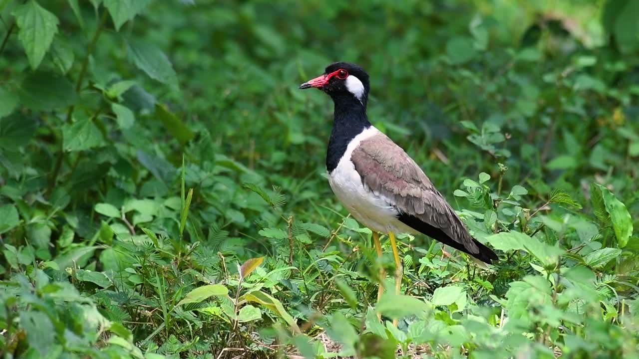 el avefría de barbas rojas es una de las aves más comunes de tailandia