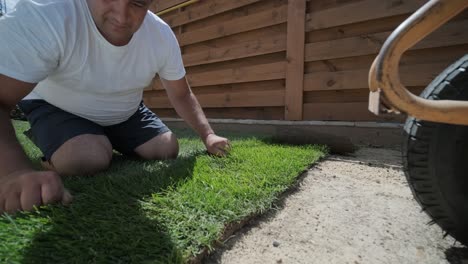 roll of new natural grass turf installed by professional gardener. landscaping industry.