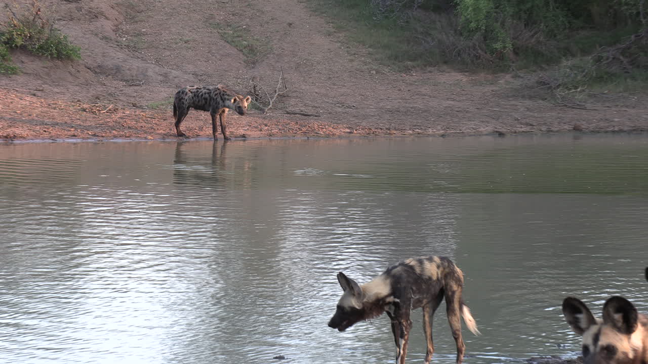 alejar la foto de la hiena, revelando perros salvajes africanos en un pequeño estanque refrescándose