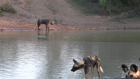 Alejar-La-Foto-De-La-Hiena,-Revelando-Perros-Salvajes-Africanos-En-Un-Pequeño-Estanque-Refrescándose