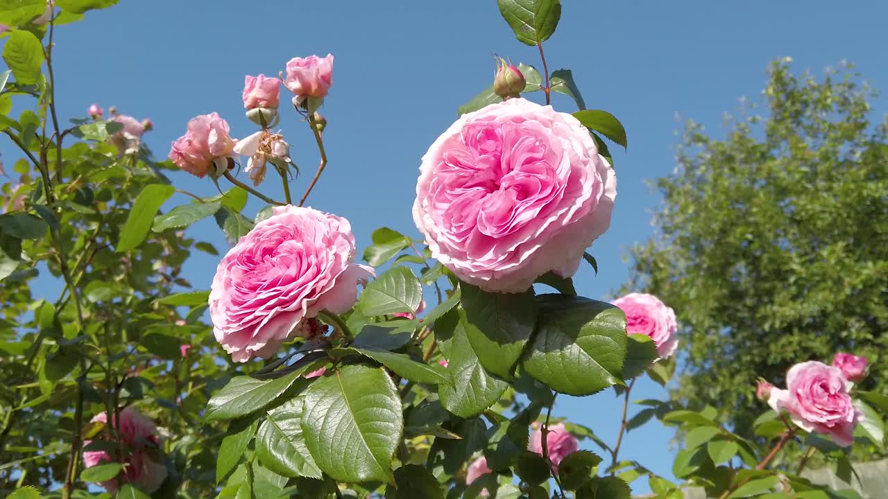 庭で咲き揺れる2本のピンクのバラと、背景に広がる澄み切った青空。