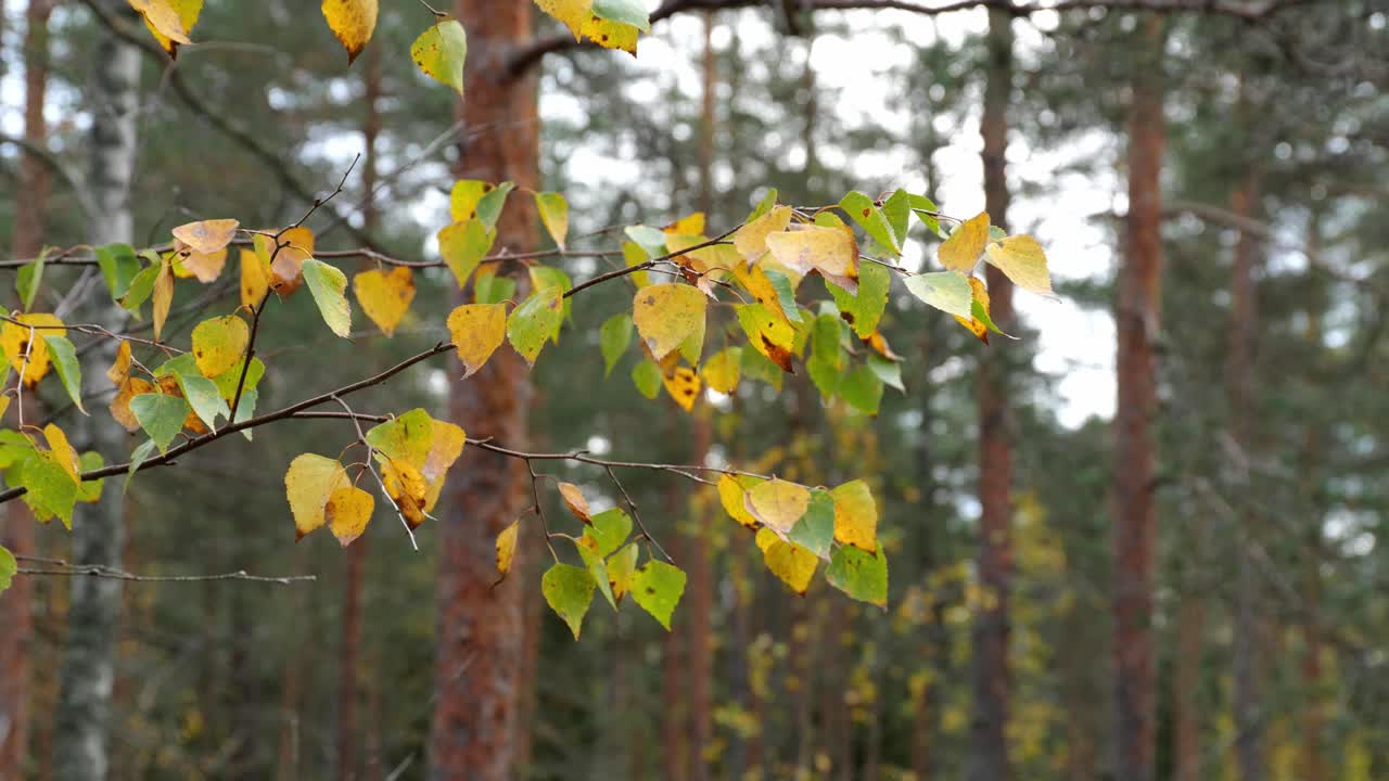 cerca de la rama del abedul de otoño con hojas amarillas y verdes ondeando en el viento