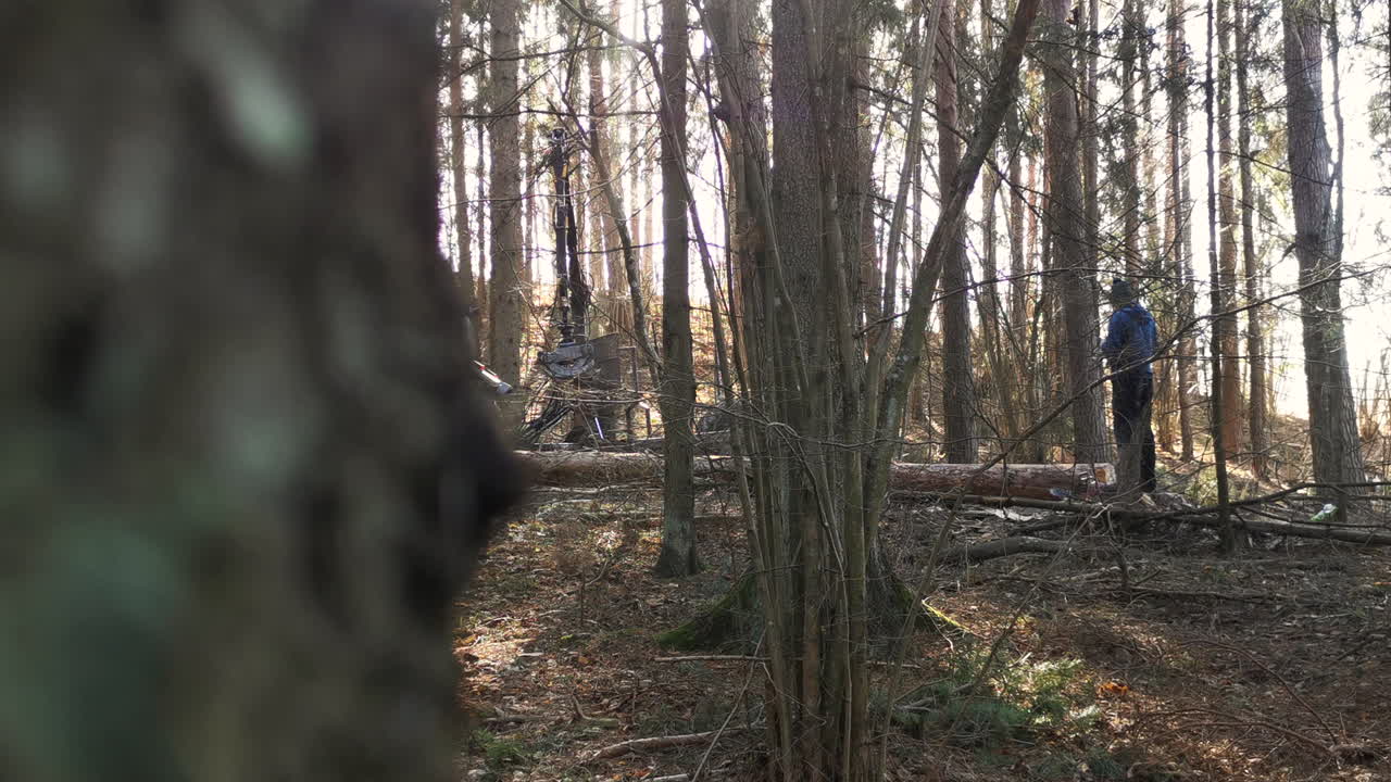 Tractor grapple jaw opens and grabs pine log in forest with lumberjack standing and watching