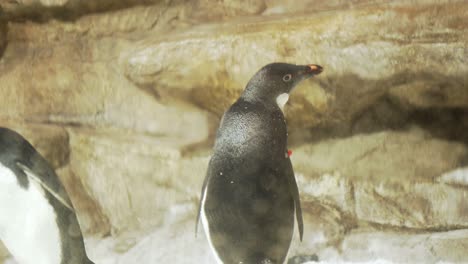 adelie penguins in the zoo habitat