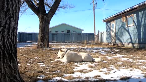 Zeitlupe---Weißer-Husky-Hund,-Der-Im-Hinterhof-Liegt-Und-Auf-Einem-Ast-Kaut