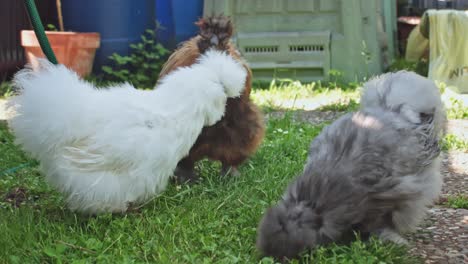 group of silkie chicken morosetas in the garden