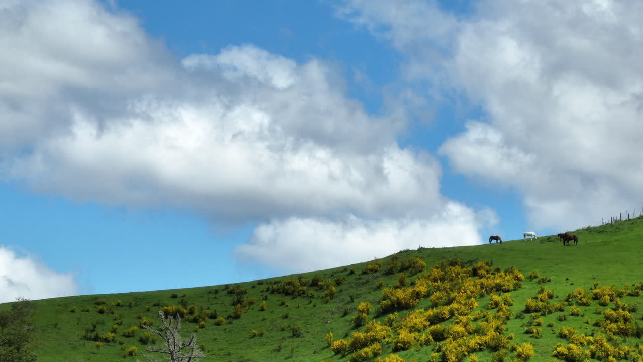 Four horses grazing on top of a lush green hill on a sunny day in New Zealand.