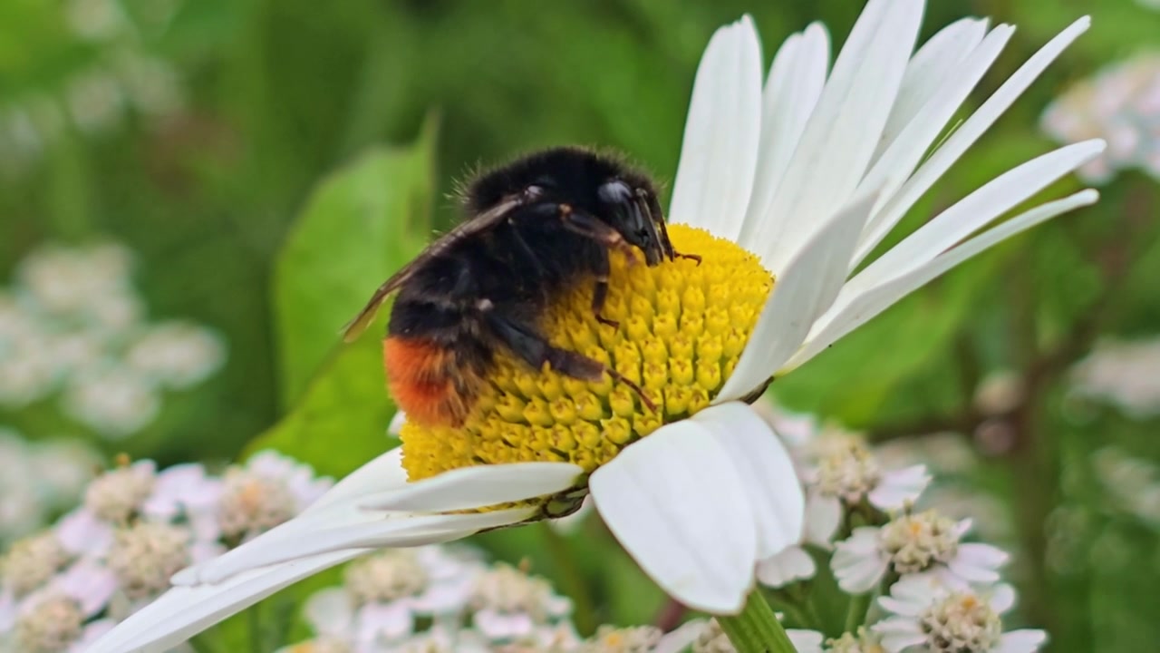 Macro view of bumblebee resting on daisy as flower sways in breeze.