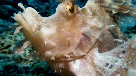 Super-close-up-shot-of-a-rare-Rhinopias-eschmeyeri-filmed-underwater-in-Mauritius-Island