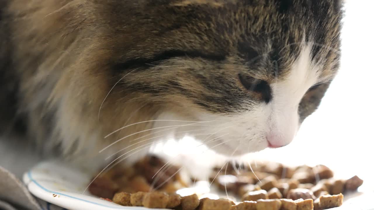 Nahaufnahme einer Europäischen Hauskatze, die ihr Futter direkt von einem Teller frisst. Detailaufnahme von Maul, Schnurrhaaren und konzentriertem Gesichtsausdruck während eines ruhigen Fütterungsmoments zu Hause