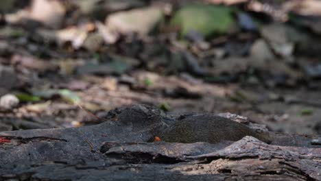 facing to the left eating rapidly and then goes down to take more food and runs away towards the right, common treeshrew tupaia glis, thailand