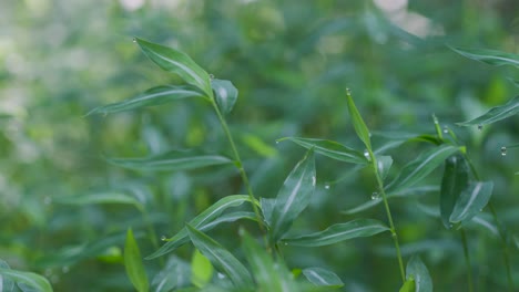 Morgenwassertropfen-Auf-Gras