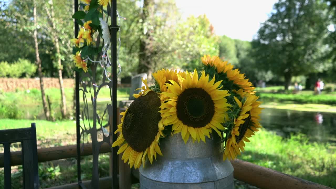 Tracking shot moving toward a rustic milk can filled with sunflowers by a pond. Bright summer countryside scene with greenery and soft sunlight
