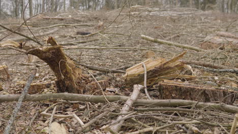 forest clearance in woodland for timber industry large scale habitat destruction