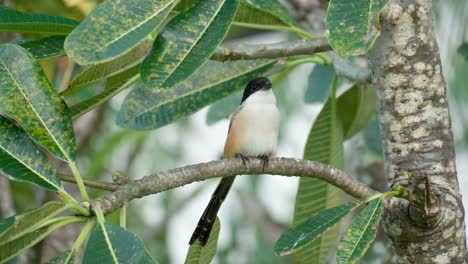 Excrementos-De-Actuación-En-&quot;The-Shrike&quot;-De-Cola-Larga-O-De-Cabeza-Negra-Encaramados-En-Una-Rama-De-Plumeria