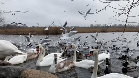 bandada de pájaros vuelan y luchan por la comida arrojada por la gente en el lago