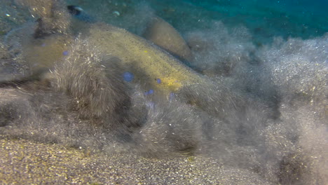 blue-spotted-stingray-close-to-seabed-searching-for-food