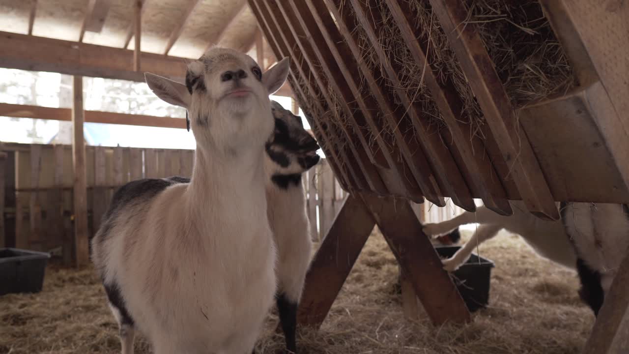 Potret Dekat Kambing Cantik di Alam Bebas di Peternakan Organik