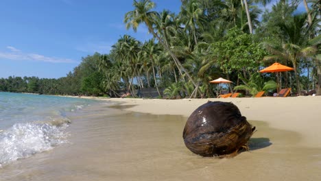 washed up coconut on a tropical beach in thailand and person on a swing in the background