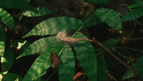 cinematic shot of a hairy caterpillar moving on a green leave in the forest in goa, india