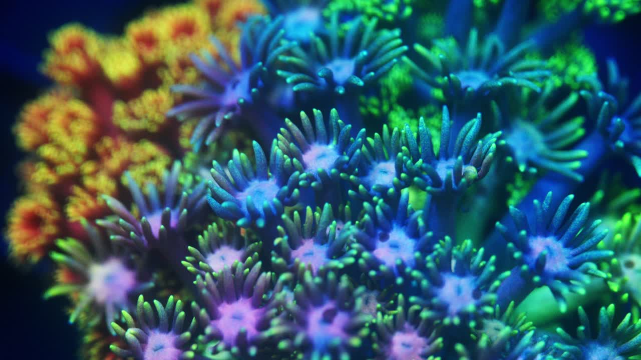 Macro close-up of a vibrant Massakar Goniopora mix stone swaying gently in a reef tank under actinic lighting