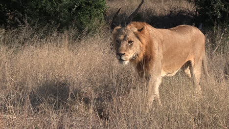 young male lion lying down that stands up and walks in nature