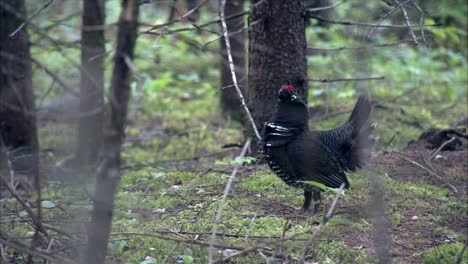 El-Urogallo-Abeto-(Falcipennis-Canadensis)-En-El-Bosque-Boreal-Vuela-Hasta-La-Rama-De-Un-árbol-En-Slomo-2013