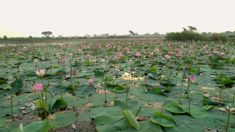 Aerial-Side-View-Of-Pink-Lotus-Flowers-In-Pond-in-Sunrise