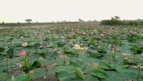 aerial side view of pink lotus flowers in pond in sunrise