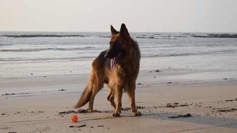 Young-German-shepherd-dog-standing-near-a-toy-ball-on-beach-|-Tired-German-shepherd-dog-standing-on-beach