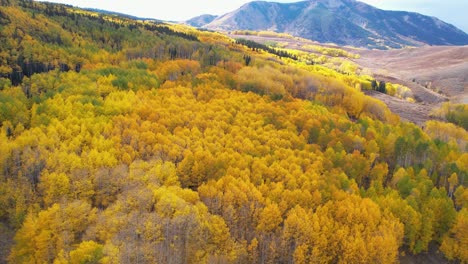 aerial view of foliage fall colors in landscape of colorado usa, aspen forest and house, drone shot