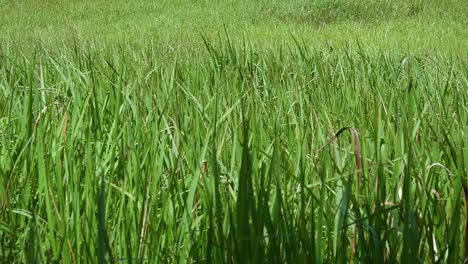 a perennial grass native to tropical and subtropical asia and also introduced to several countries