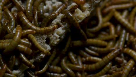 The-Mealworm-is-a-species-of-Darkling-Beetle-used-to-feed-pets-like-fish,-snakes,-birds,-and-frogs