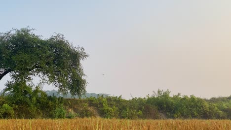 countryside run, establisher of jogger running alone in rural landscape, zoom in