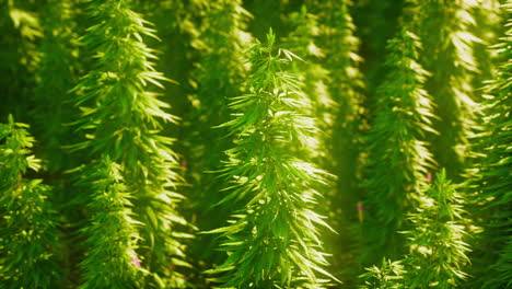 legal hemp field used for textiles in france