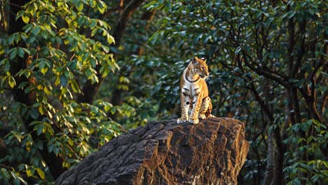 leopard on a rock in a forest