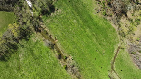 Creek-Through-Lush-Green-Fields-Near-Glen-Springs-Lake-In-Drummonds,-Tennessee