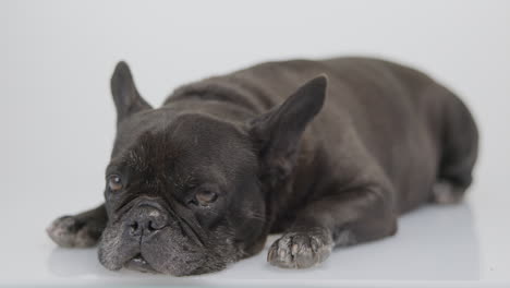 dj french bulldog with headphones and turntables