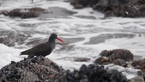 Slow-motion,-medium-shot-of-a-Black-Oystercatchers-sitting-on-a-rock-on-a-British-Columbia-Coast