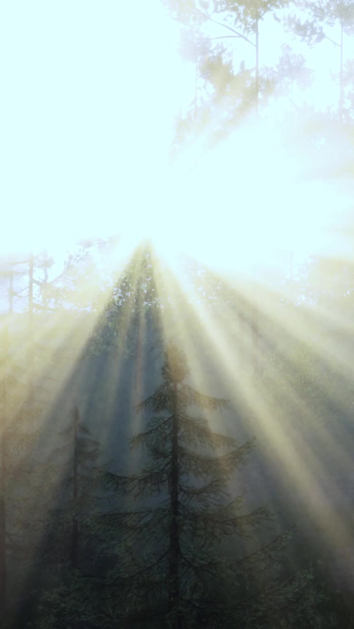A luz do sol atravessa as árvores em uma floresta pela manhã.