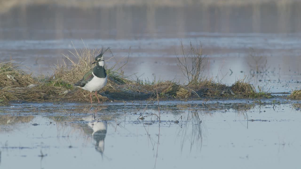 alimentación de alas de regazo con movimiento de pies en el prado inundado a principios de la primavera