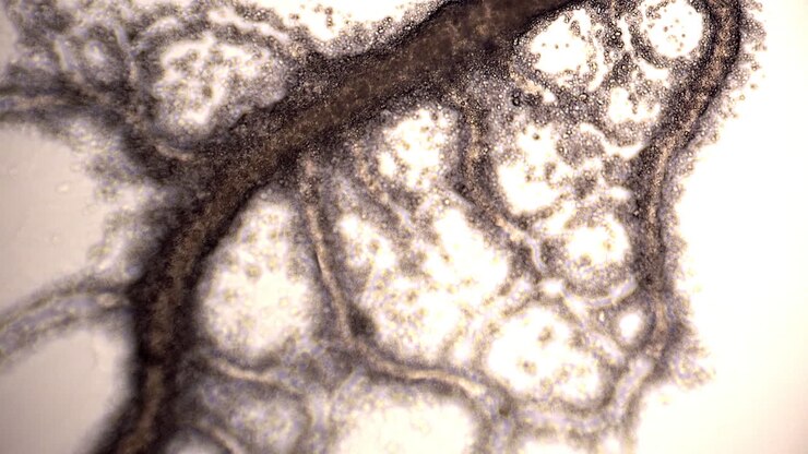 Microscopic view of the slime mold Physarum polycephalum showing cytoplasmic streaming reversing twice