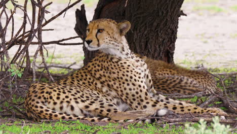 un guepardo hembra con cachorros tendidos en el suelo y alerta en los alrededores en el valle del engaño, reserva de caza de kalahari, botswana